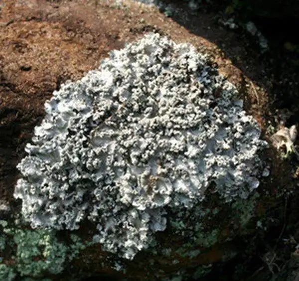 石蕊的功效与作用,石蕊的副作用-药效-用法-图片-39药品通