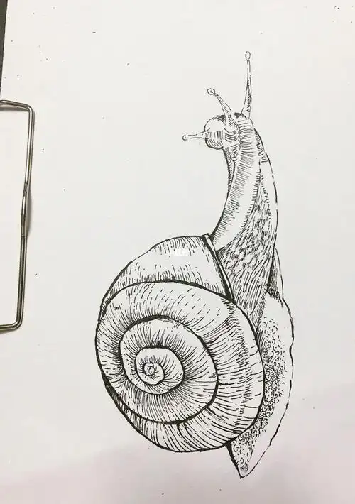 临摹一只蜗牛