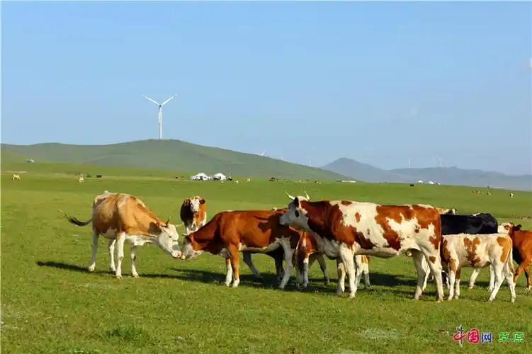 草原上的牛羊膘肥体壮(摄影:白敖敏)