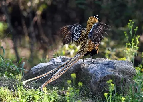 白冠长尾雉—鸡形目雉科长尾雉属