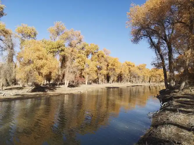 金色新疆之十五一一轮台塔里木胡杨林