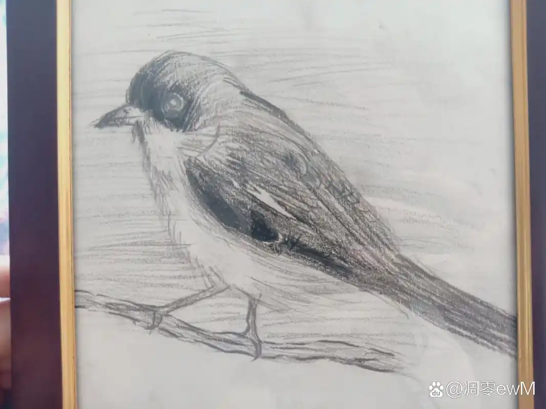 枝头小鸟静立,铅笔素描,简约生活.