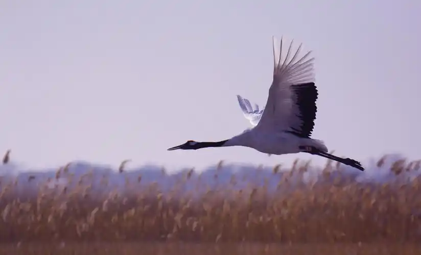 《飞翔中的丹顶鹤》康术军摄影作品选(之三)