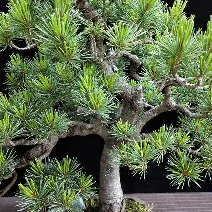 日本大阪宫岛千寿丸五针松老桩盆栽