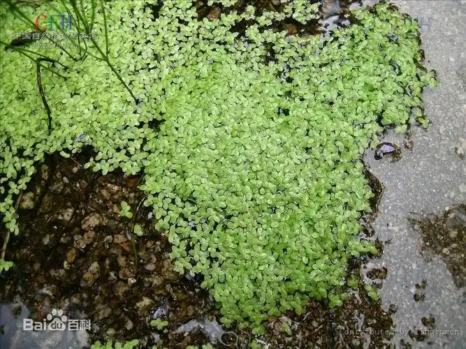 展开全部 浮萍,又称:青萍,田萍,浮萍草,水浮萍,水萍草,是浮萍科水面