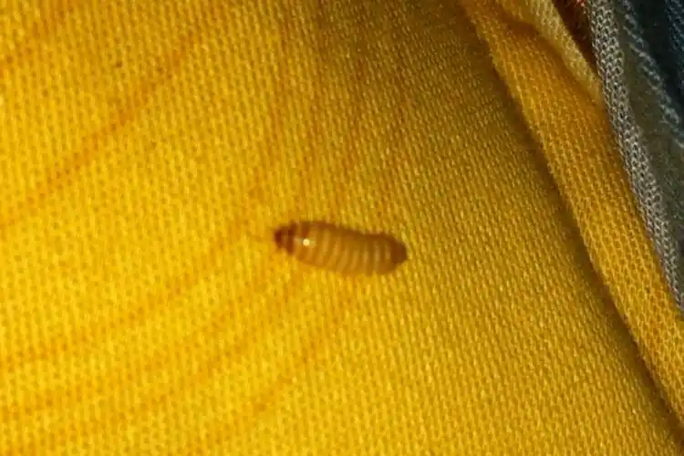 这是什么虫子咬人不