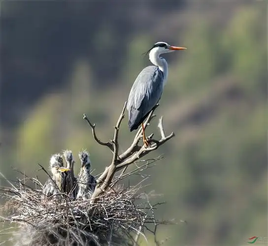 周湾苍鹭今年约47只雏鸟顺利出壳