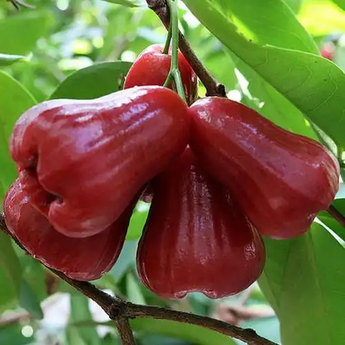 海南黑金刚莲雾5斤整箱当季新鲜热带水果雾莲果1-3斤三亚特产