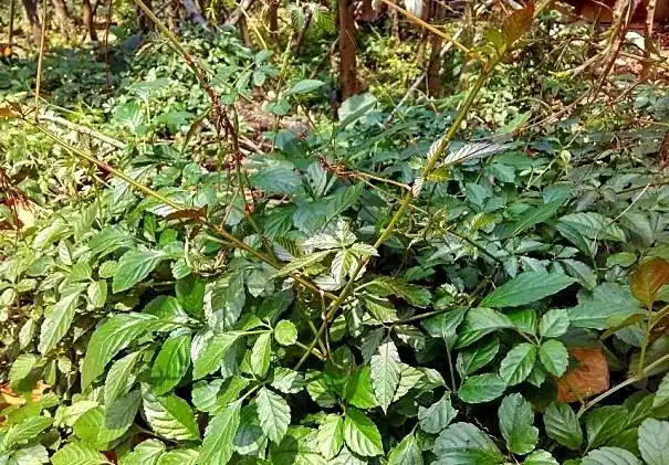 对疮毒和蛇虫咬伤等效果明显,你认识吗 由于乌蔹莓药用价值比较高