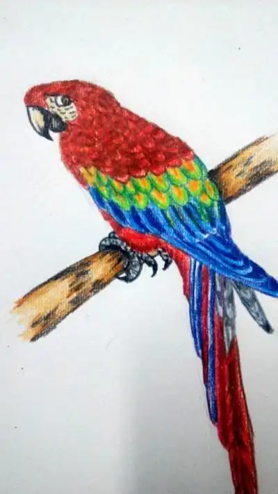 虎皮鹦鹉简笔画涂色