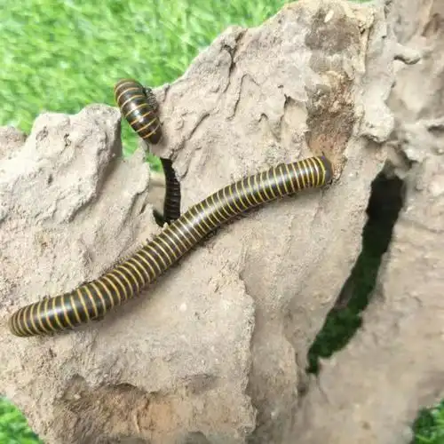 马陆虫红环黄环包活 比独角仙乌龟仓鼠鸟好养 红环20只【图片 价格