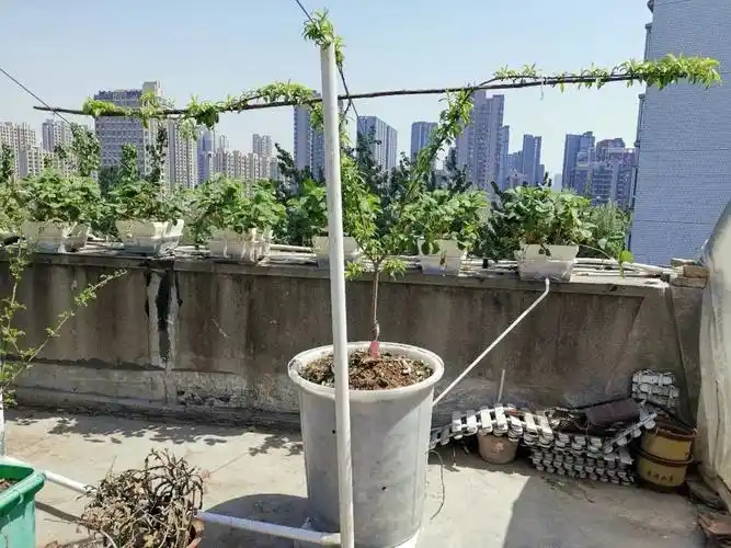 不破坏楼面:甚至,搭架子都用软钢丝:这些年,无论用什么方式种菜种花