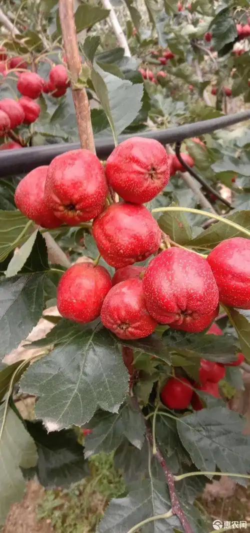 大五棱山楂 一级