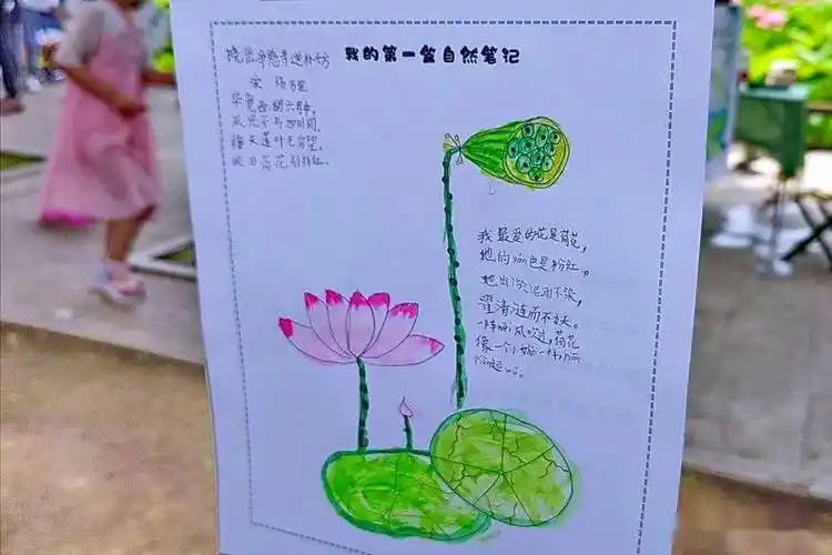 赏荷画荷武汉长春二小一年级萌娃东湖边写第一篇自然笔记