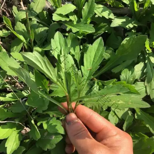 仓梵湖北农村春季野菜马兰芽马兰头红梗菜鸡儿肠田边菊马兰菜 2斤