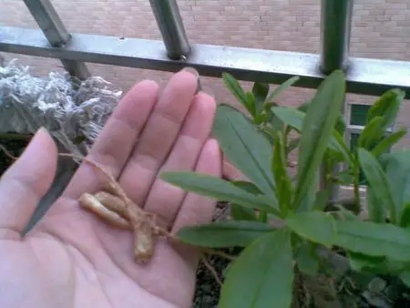 娱乐休闲 花鸟鱼虫 问题补充: 2楼的答案也不对啊.叶子和花不符合.