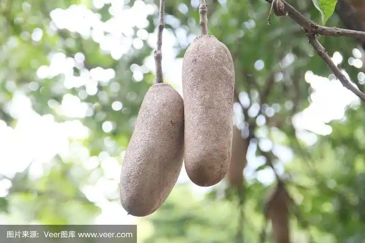 非洲香肠树的树枝上结着果实