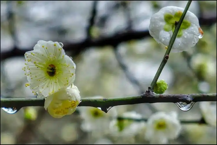 雨中梅花