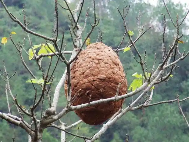太大了六盘水罕见巨型马蜂窝被发现为什么会这么大危害大吗