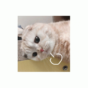 表情包 - 表情图