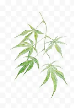 叶子国画图片免费下载-叶子国画素材-叶子国画png素材-叶子国画透明免