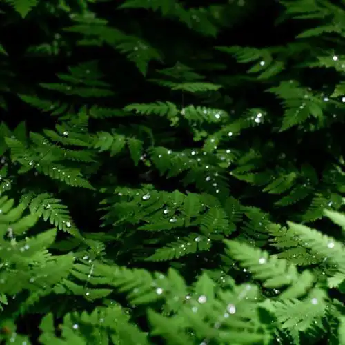 好看的绿叶绿色有生机的适合做头像的绿植图片