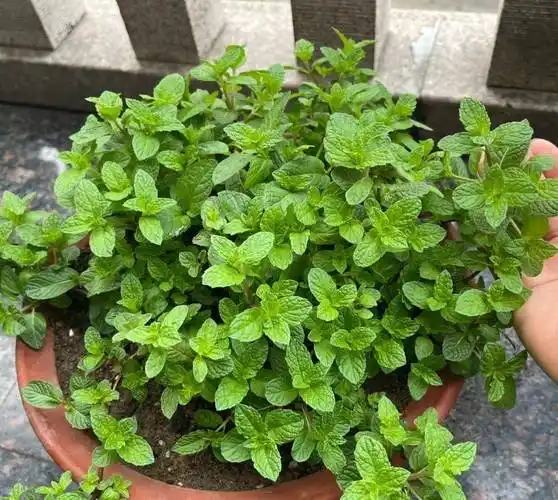 薄荷是一种唇形科的绿色植物,它的生命力顽强,以前生长在河边,以及
