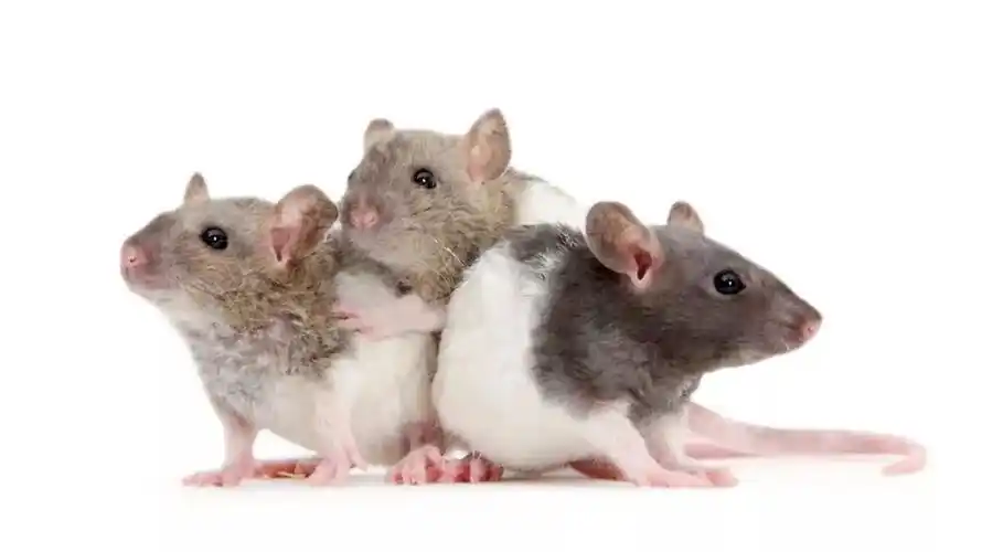 奶牛界的小可爱,会卖萌的黑白色花枝鼠大家来看看