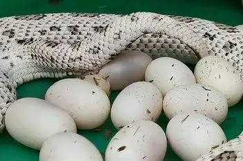 蛇产卵的精彩瞬间_百度视频搜索