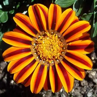 适合女人的花朵头像,高清好看女人微信头像花朵图片_植物头像_头像屋