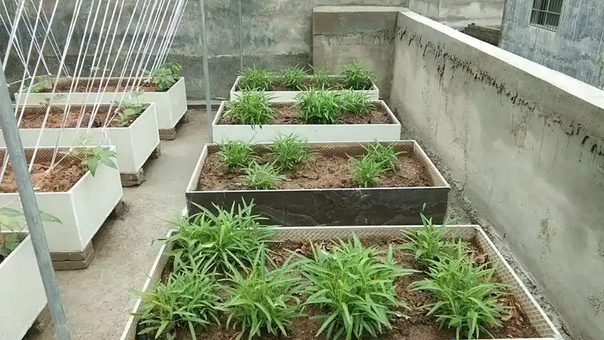 楼顶瓷砖池种菜