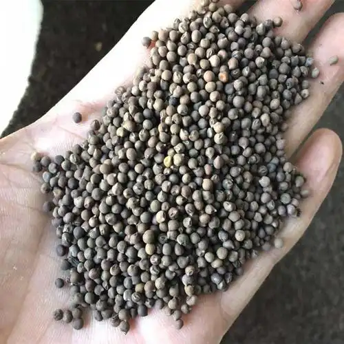 芙蓉葵于4月上旬露地播种,在20—25℃条件下