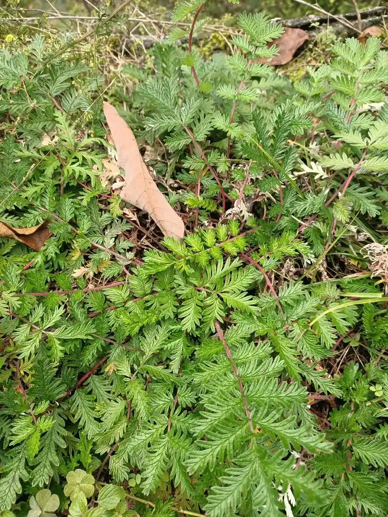 翻白草  - 常见中草药 - 抖音