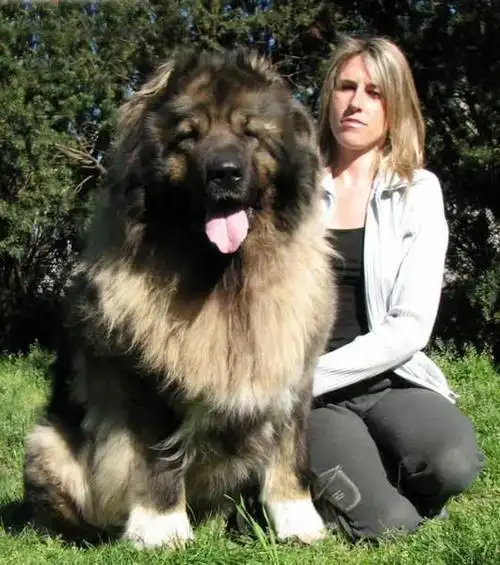 探秘世界最大狗:高加索犬人称"犬中之王"(图)