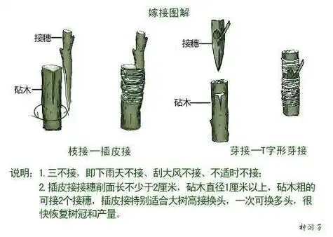 果树嫁接方法_word文档在线阅读与下载_无忧文档