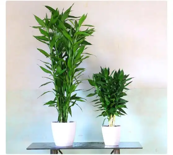 澜墨带根富贵竹水培植物水养观音竹水竹室内客厅大型绿植土培竹子盆栽