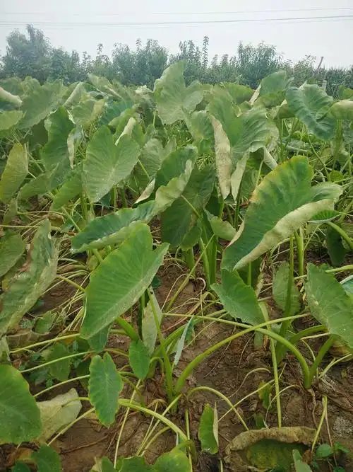 山东莱阳芋头,品种正宗,数量多,有要的老板可联系1.