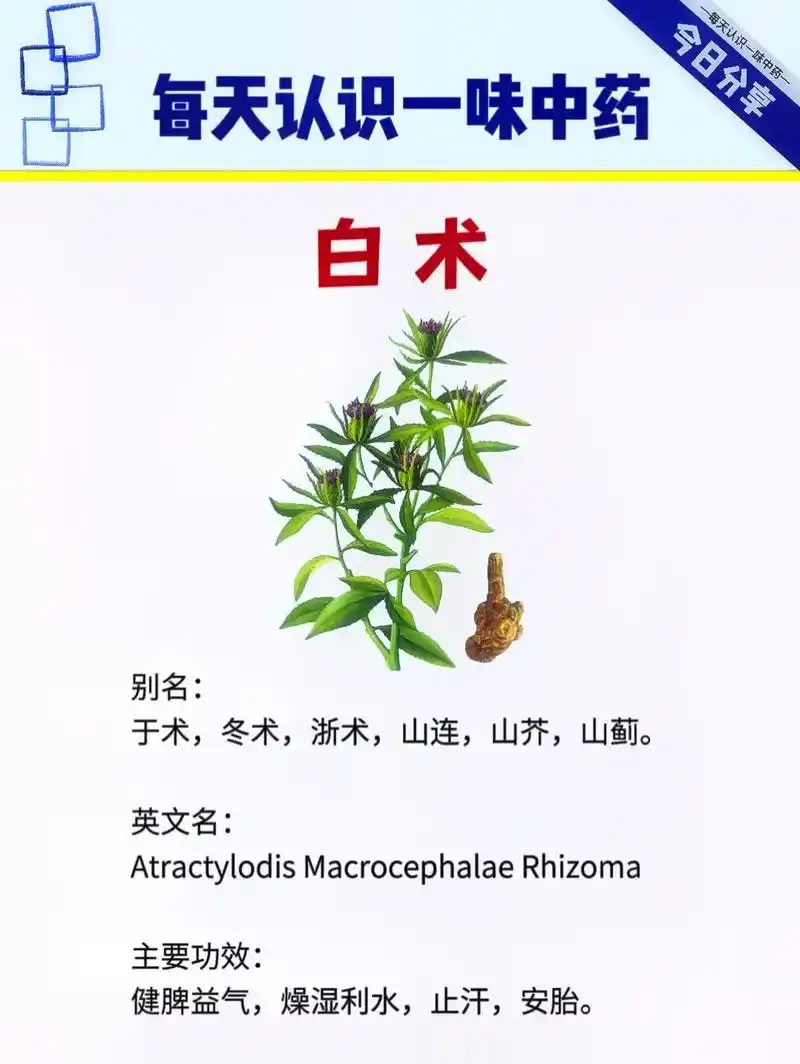 白术别名: 于术,冬术,浙术,山连,山芥,山蓟. 主要功效: - 抖音