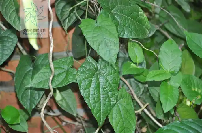 tinospora sagittata 青牛胆