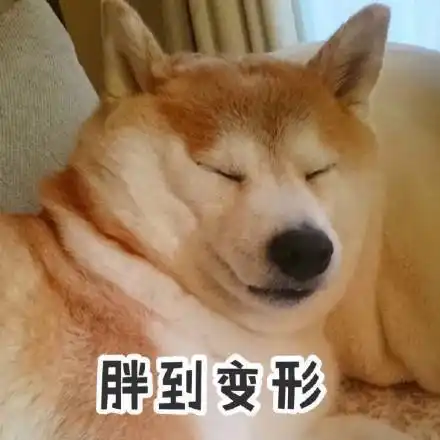 萌宠gif汪星人gif胖到变形gif减肥gif搞怪gif逗gif