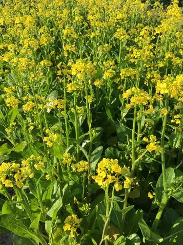 地里种的小青菜11月上旬开花了,好不科学,不知道为社么,知道的科普一