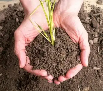 泥土小树苗图片