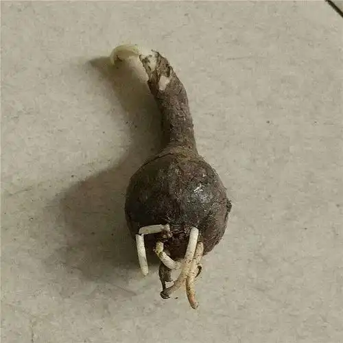 彼岸花种子 彼岸花种球盆栽三颗大小球曼陀罗花庭院石蒜球根花卉种子