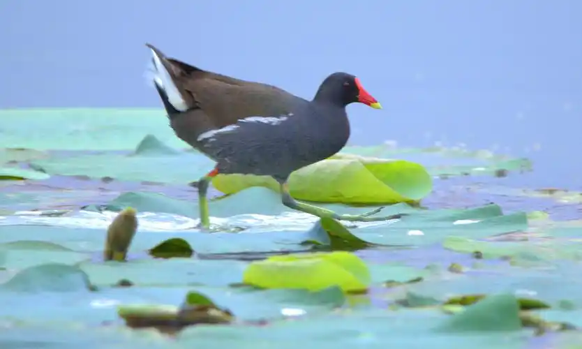 【晨光黑水鸡4】