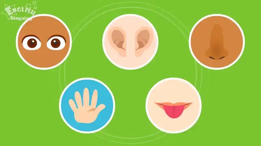 启蒙英语～"视觉,听觉,嗅觉,触觉,味觉"如何用英文表达?