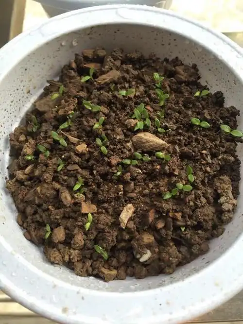 常夏石竹种子五彩石竹种子美国石竹种子草花种子包发芽