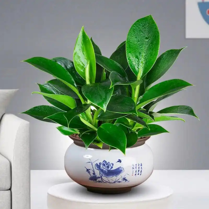 盆栽植物 四季常青