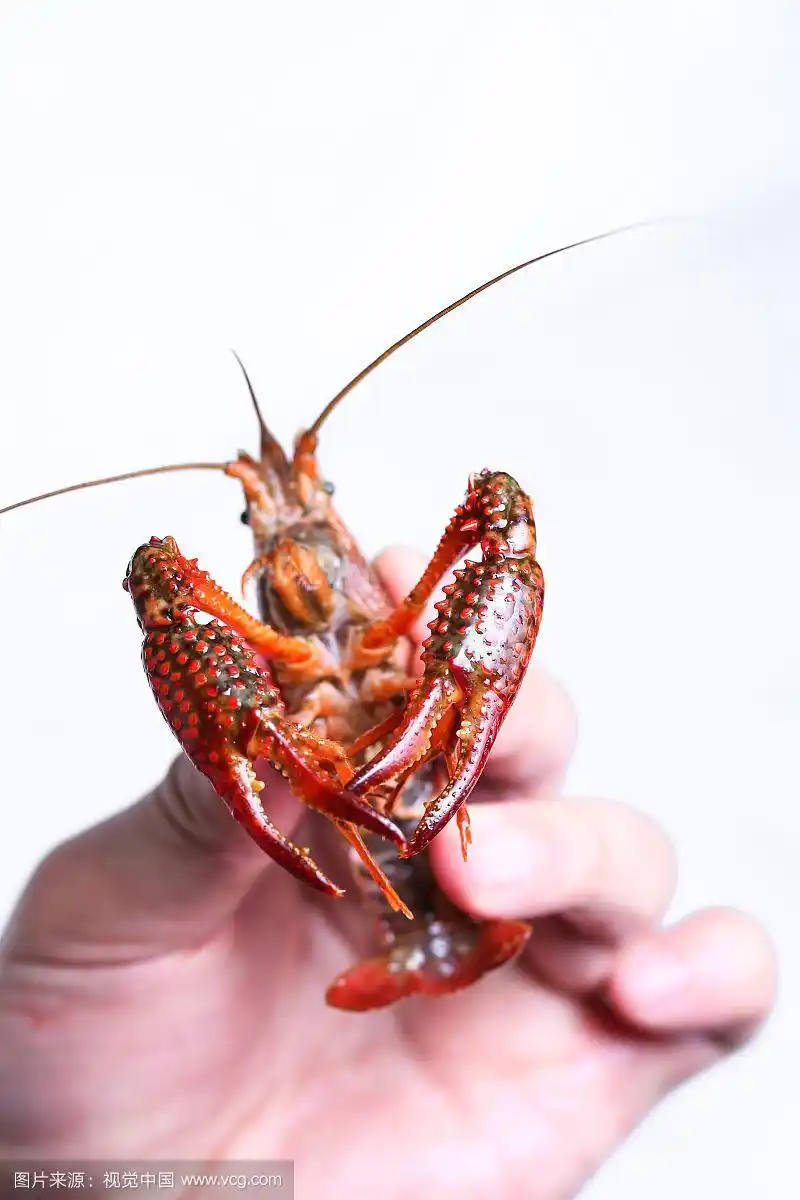 生的小龙虾