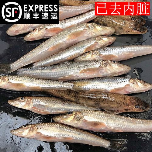 共雅顺丰5斤新鲜现捕棍子3斤鱼沙丁鱼现杀船钉子沙锥淡水鲜活 3斤 去