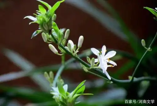 每天晨起去登山,一路上,苜蓿,石竹,蒲公英,断肠草,都在开花.